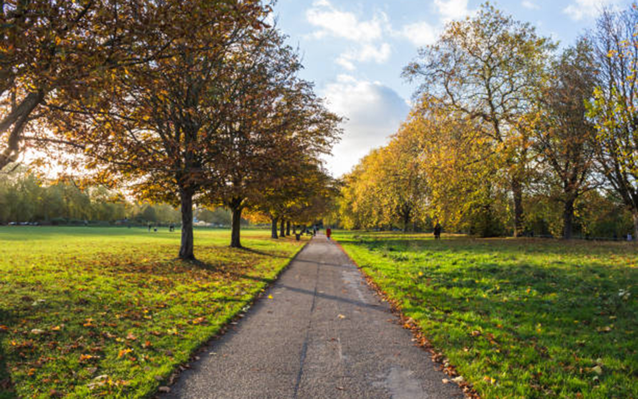 Beautiful autumn scene with changing leaves and soft sunlight.